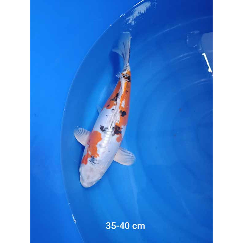 koi selection 35-40cm