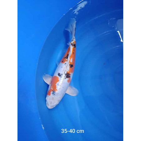 koi selection 35-40cm