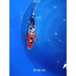koi selection 35-40cm