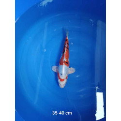 koi selection 35-40cm