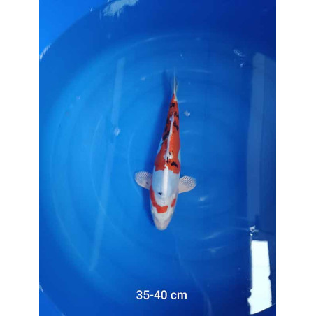 koi selection 35-40cm
