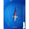 koi selection 35-40cm