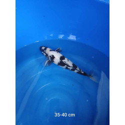 koi selection 35-40cm
