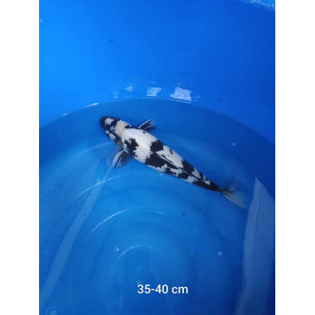 koi selection 35-40cm