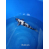 koi selection 35-40cm