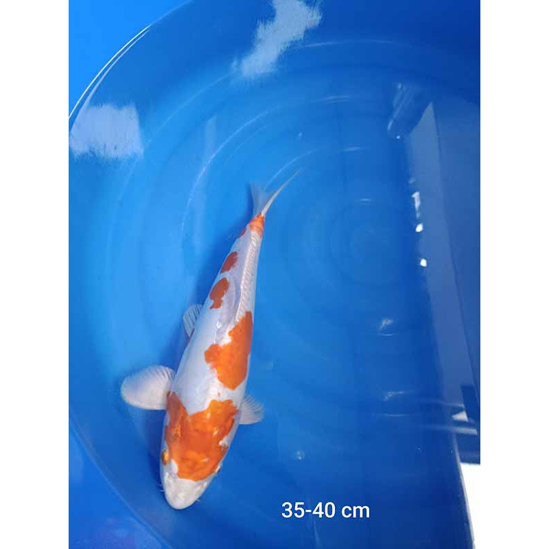 koi selection 35-40cm