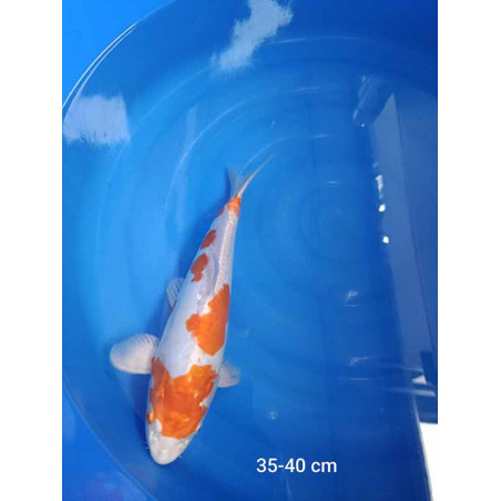 koi selection 35-40cm