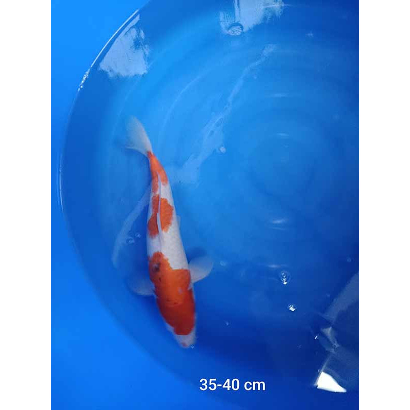 koi selection 35-40cm