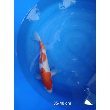 koi selection 35-40cm