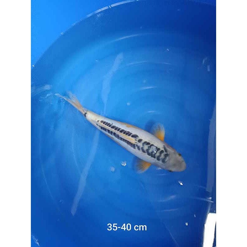 koi selection 35-40cm