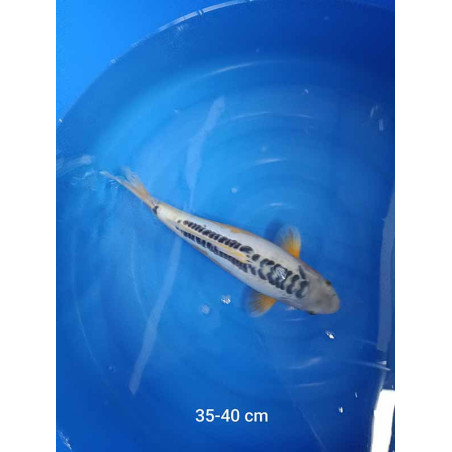 koi selection 35-40cm