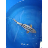 koi selection 35-40cm