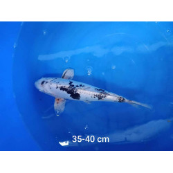 koi selection 35-40cm