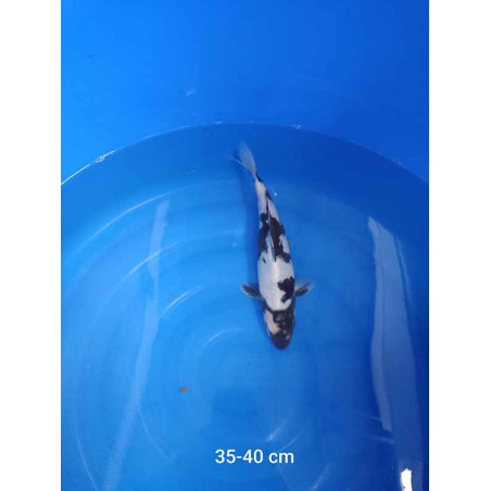 koi selection 35-40cm