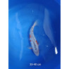 koi selection 35-40cm