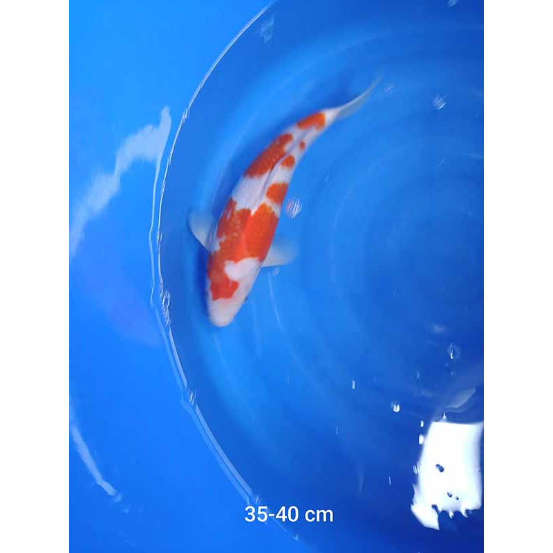 koi selection 35-40cm