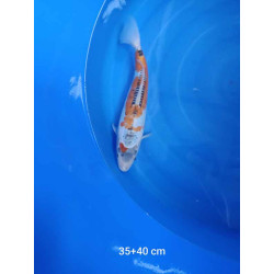 koi selection 35-40cm