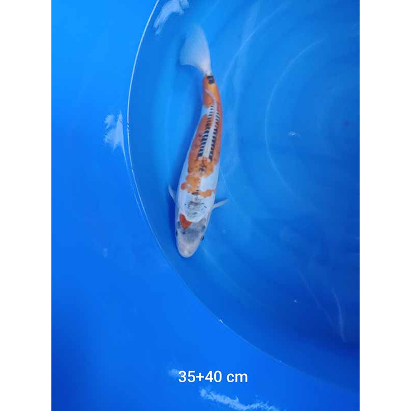 koi selection 35-40cm