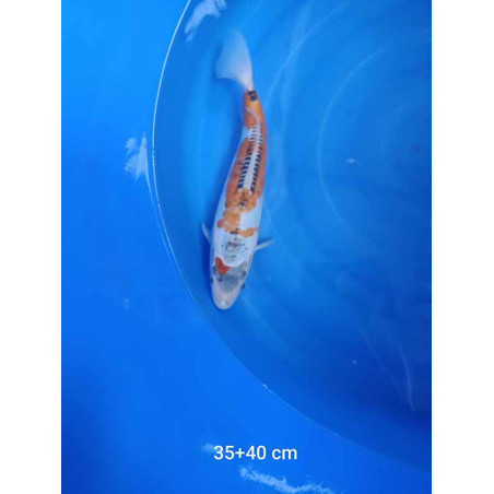koi selection 35-40cm