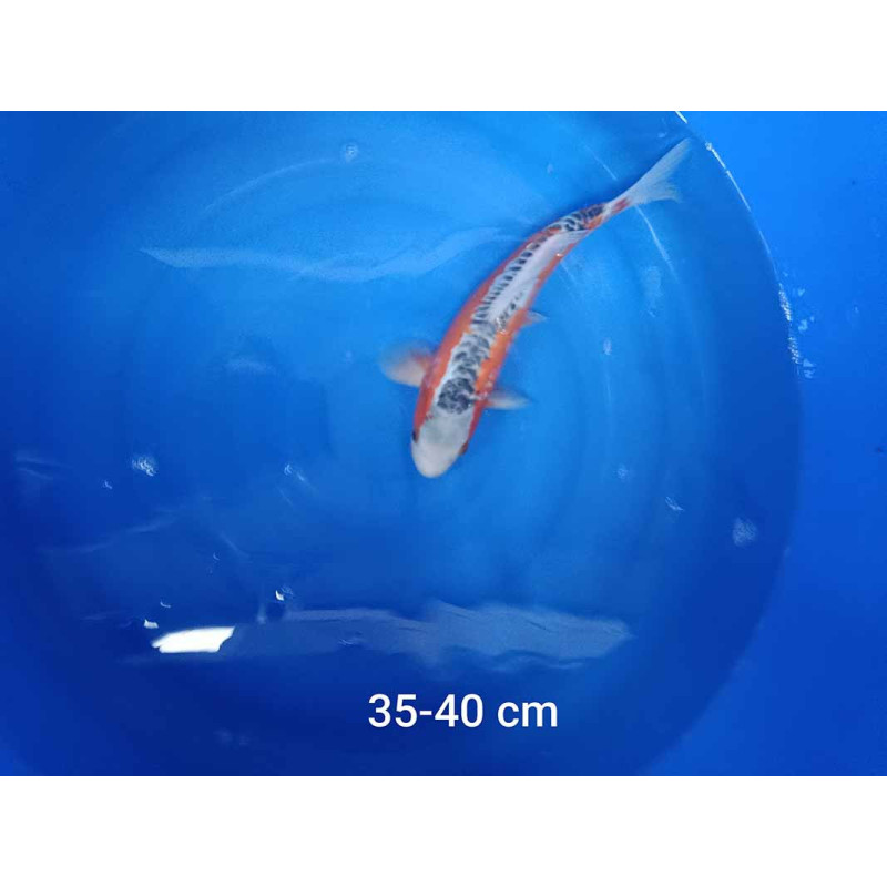 koi selection 35-40cm