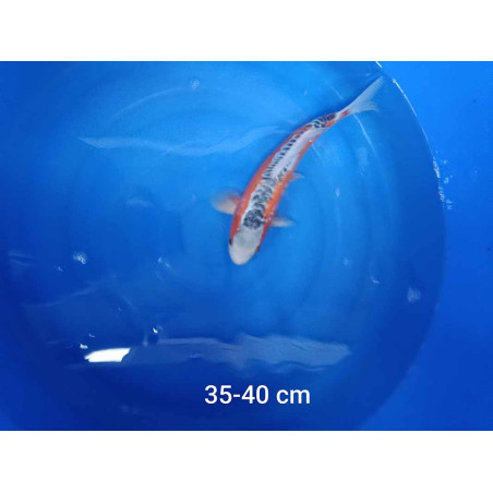 koi selection 35-40cm