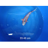 koi selection 35-40cm
