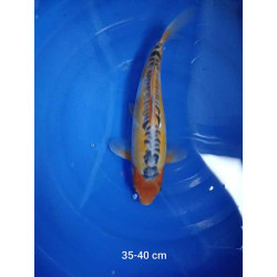 koi selection 35-40cm