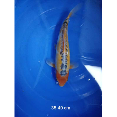 koi selection 35-40cm