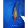 koi selection 35-40cm
