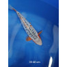 koi selection 35-40cm