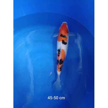 koi selection 45-50cm