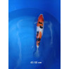 koi selection 45-50cm