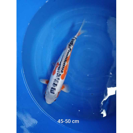 koi selection 45-50cm