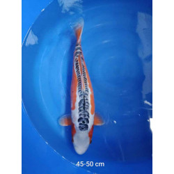 koi selection 45-50cm