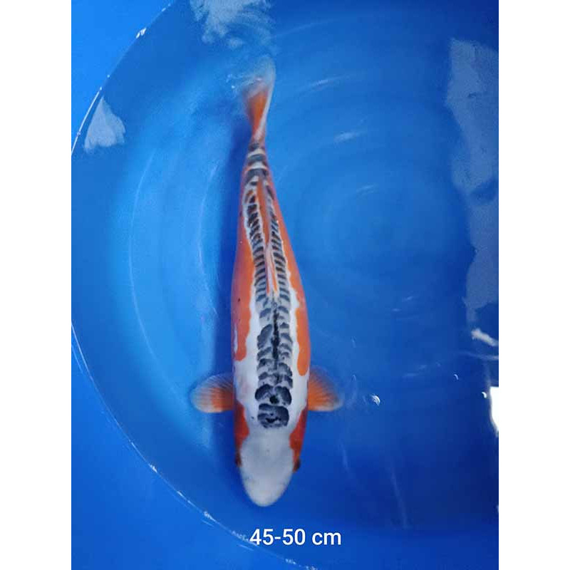 koi selection 45-50cm