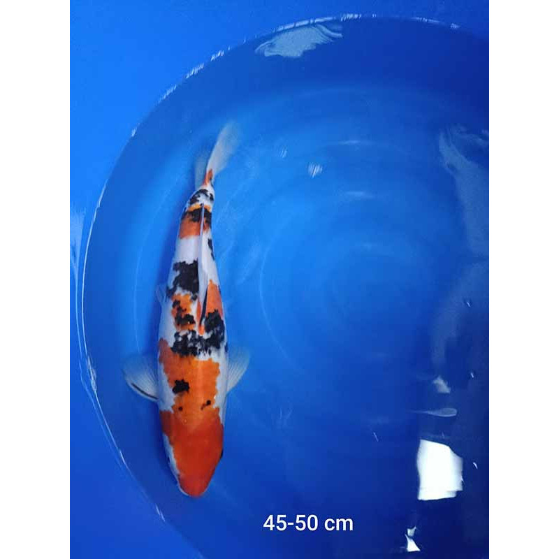 koi selection 45-50cm