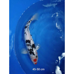 koi selection 45-50cm