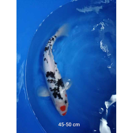 koi selection 45-50cm