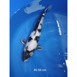 koi selection 45-50cm
