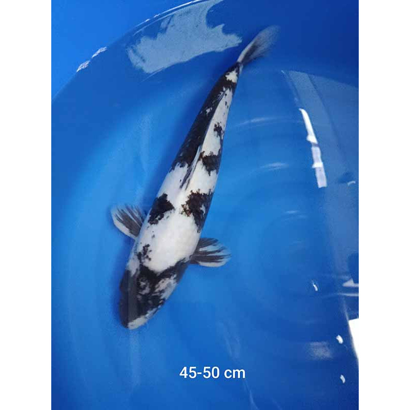 koi selection 45-50cm