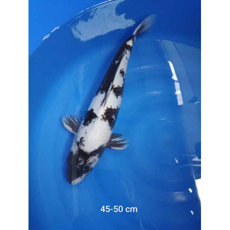 koi selection 45-50cm