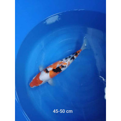 koi selection 45-50cm