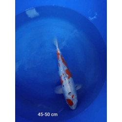 koi selection 45-50cm