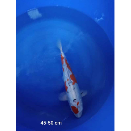 koi selection 45-50cm