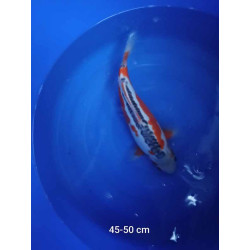 koi selection 45-50cm