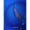 koi selection 45-50cm