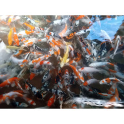 koi selection 20-25cm