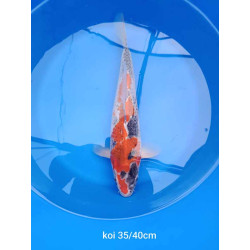 koi selection 35-40cm