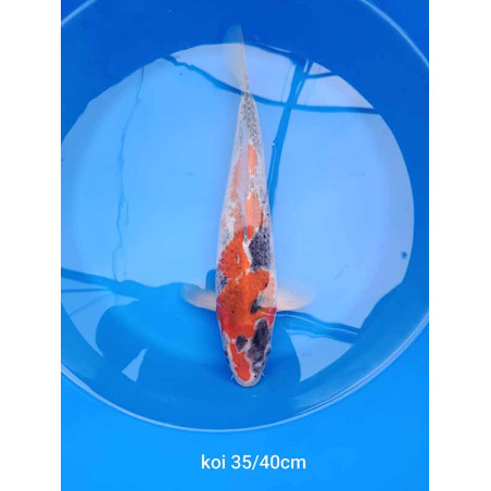 koi selection 35-40cm