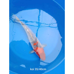 koi selection 35-40cm